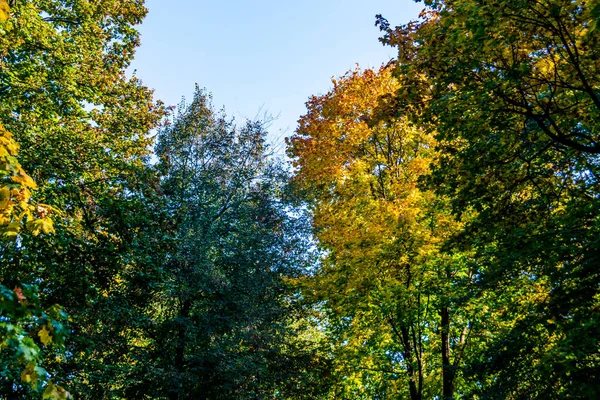 Trees Colors Autumn Blue Sky Background — Φωτογραφία Αρχείου