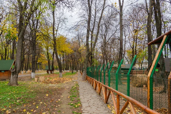 Ruelle Bois Dans Beau Paysage Automne Parc Romain Roumanie — Photo