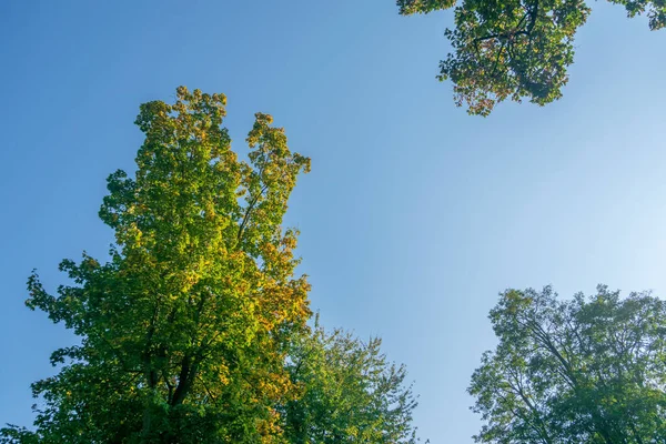 Trees in the colors of autumn with blue sky in the background