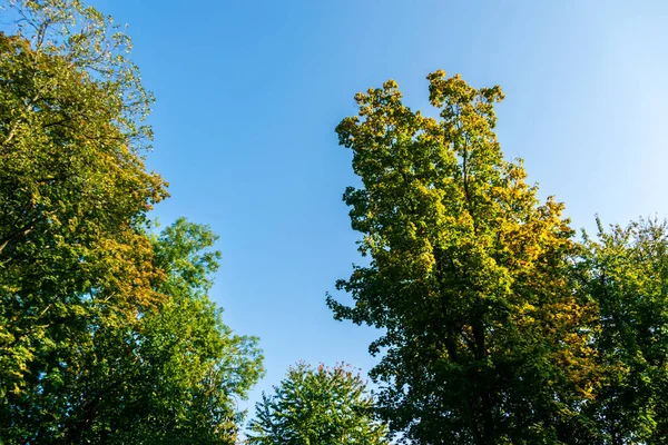 Árvores Nas Cores Outono Com Céu Azul Fundo — Fotografia de Stock