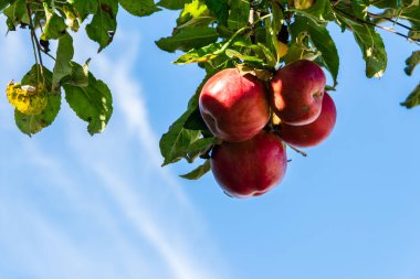 Ripe red apples on a branch in the orchard on a blue background