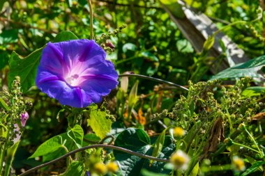 Beautiful purple morning glory flower, Batatilla, Ipomoea violacea