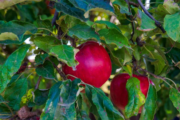 Красный Яблоневый Сад Спелые Плоды Висят Ветке — стоковое фото