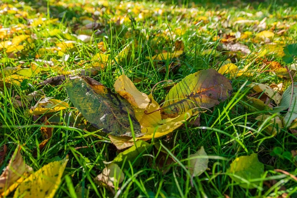 Grass Park Covered Colorful Yellow Orange Leaves – stockfoto