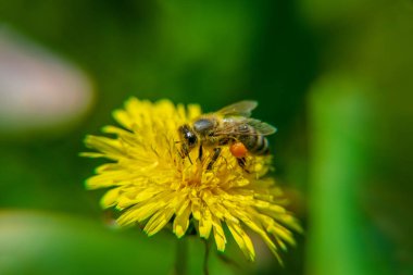 Güzel sarı bir karahindiba üzerinde bir arı, Taraxacum erythrospermum