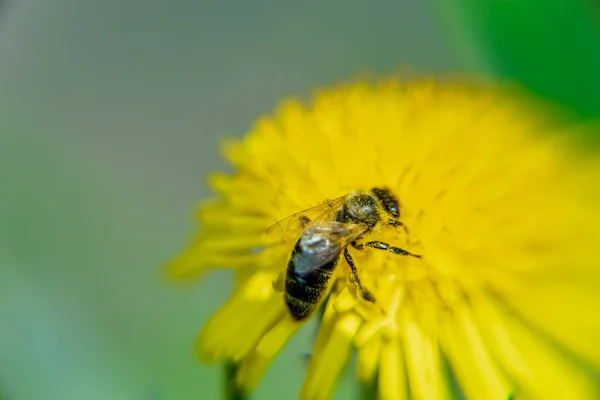 一只蜜蜂骑在美丽的黄色蒲公英上 丹参酮红精 — 图库照片