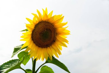 Mavi arkaplanı olan güzel ayçiçeği