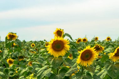 Mavi arkaplanı olan çiçek açan ayçiçekleri tarlası