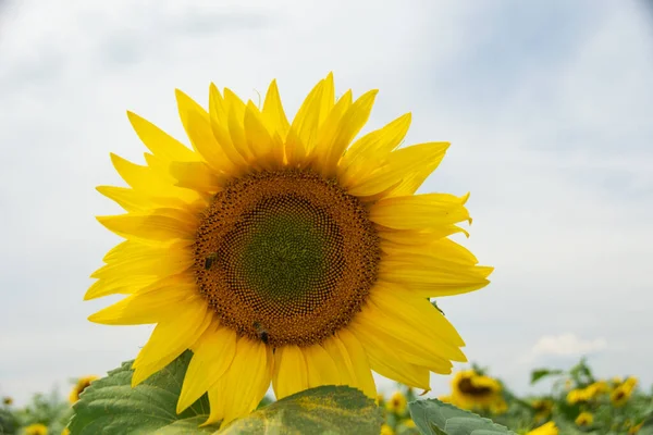 Field Blooming Sunflowers Blue Sky Background Stock Photo