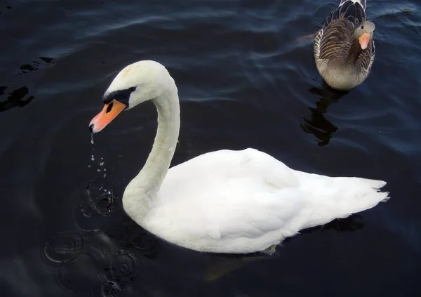 Cisne Branco Com Água Caindo Seu Bico Cisne Cinza Jovem — Fotografia de Stock