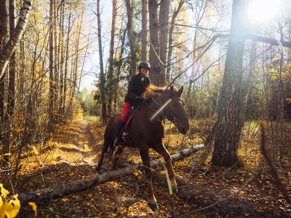 Jump on a horse over an obstacle in the autumn yellow forest. Classic Fox Hunt