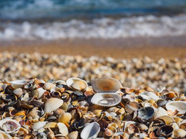 Denizi üzerinde bir kabuk ring. Evlenme teklif