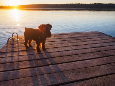 Küçük bir terrier günbatımında Nehri üzerinde görünüyor. Güneş batmadan ormanın içinde. Bir köpek ne hayal etmez? Belki de tilki avı?