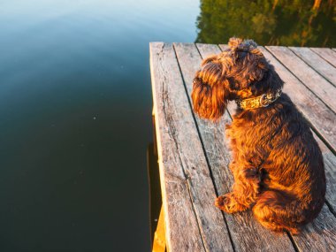 Küçük bir terrier günbatımında Nehri üzerinde görünüyor. Güneş batmadan ormanın içinde. Bir köpek ne hayal etmez? Belki de tilki avı?