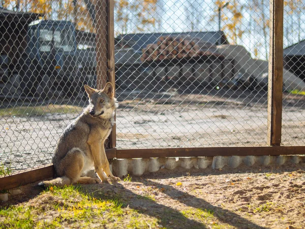 A wolf sits in an aviary with dogs. Domesticated wolf