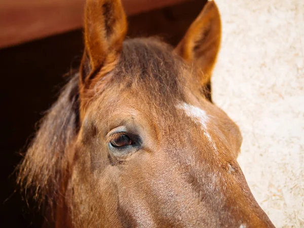 Tlamy Koně Zblízka Můžete Vidět Krásné Oko — Stock fotografie
