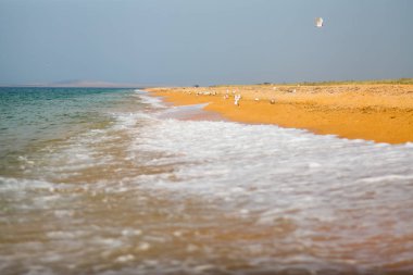 Yaklaşan fırtına önce sahilde deniz martı