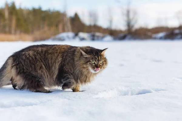 冬の邪悪なフワフワした猫は冬の森の背景に雪の上の雪を舐めています — ストック写真