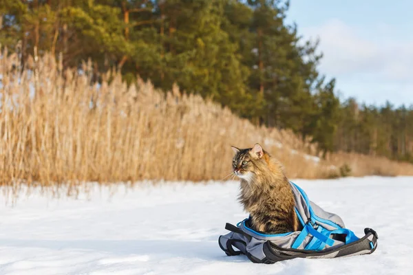 Fluffy cat and backpack in the snow