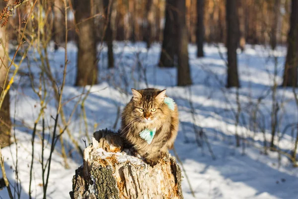 彼の首にスカーフをふわふわ猫歩く冬の森 — ストック写真