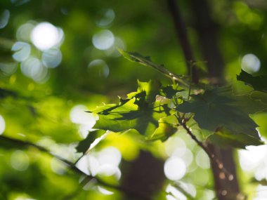 Akçaağaç yaprakları büyüktür. Yeşil Kronu mapl