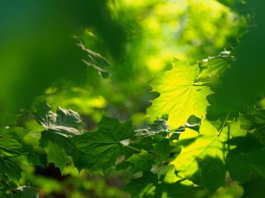 Akçaağaç yaprakları büyüktür. Yeşil Kronu mapl