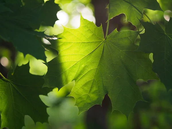 Las Hojas Arce Son Grandes Mapa Verde Krona — Foto de Stock