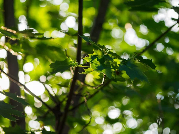 Akçaağaç yaprakları büyüktür. Yeşil Kronu mapl