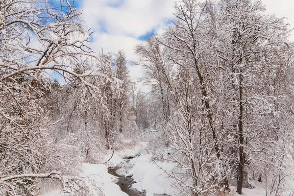 stream in the winter forest. Trees bent over water