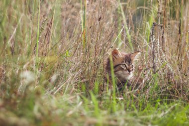 Yaz aylarında çim de kabarık kedi