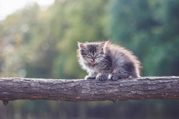 森の中の子猫が木の幹に行く — ストック写真