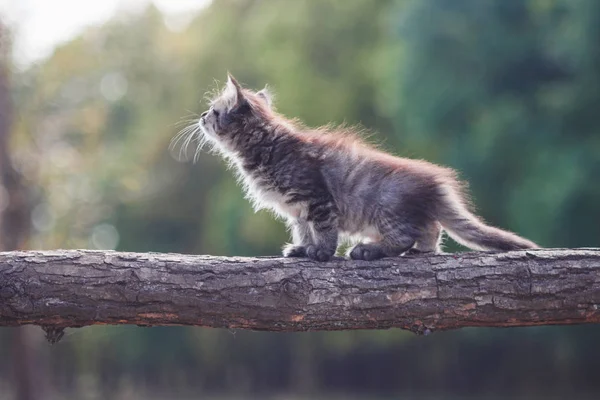 Kotek Lesie Idzie Pniu Drzewa — Zdjęcie stockowe