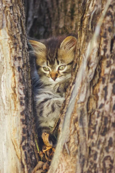 夏の木のくぼみにフワフワ子猫 — ストック写真