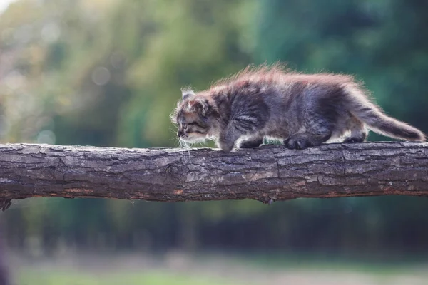 森の中の子猫が木の幹に行く — ストック写真