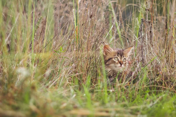 Puszysty Kotek Trawie Okresie Letnim — Zdjęcie stockowe