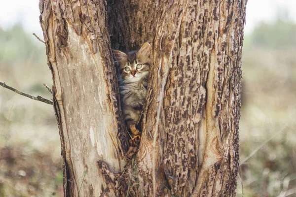 夏の木のくぼみにフワフワ子猫 — ストック写真