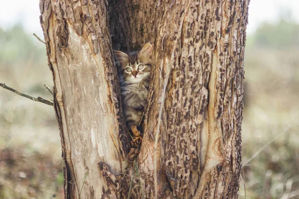 Gatinho Fofo Oco Uma Árvore Verão — Fotografia de Stock