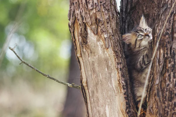 夏の木のくぼみにフワフワ子猫 — ストック写真