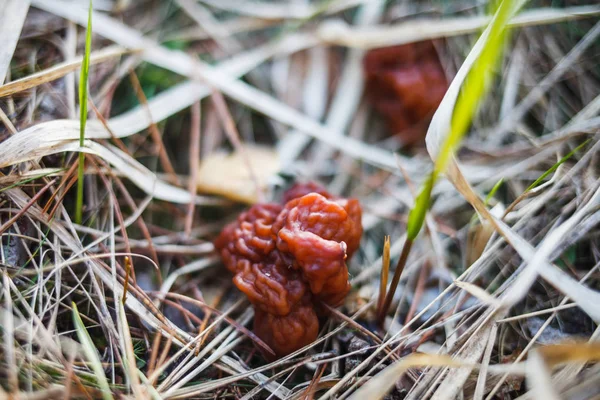 Pilze Wachsen Gras Wald — Stockfoto