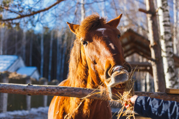 Girl gives horse hay with outstretched hands