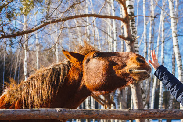 The head horse stretches to the palm of the hand