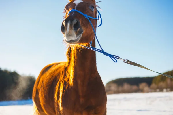 Potro Rojo Con Hocico Campo Nevado Invierno Sol — Foto de Stock