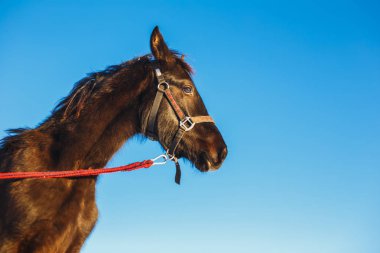 Mavi gökyüzü siyah sürpriz Arap colt portresi