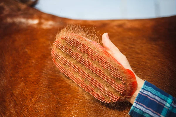 Štětec Ruce Dívčin Pro Česání Vlas Nebo Koně Vlasy Koňských — Stock fotografie