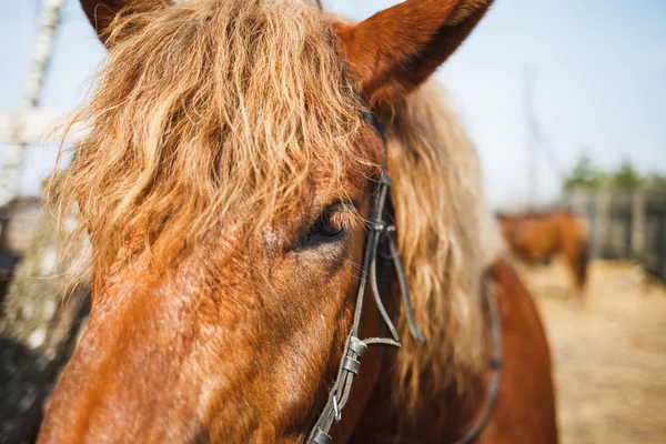 Tlama Červené Kadeřavé Koně Zblízka Oči Koní — Stock fotografie