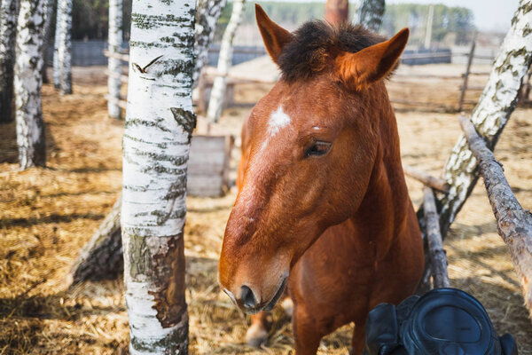 Portrait of a curly-headed red horse in a sunny stable yard