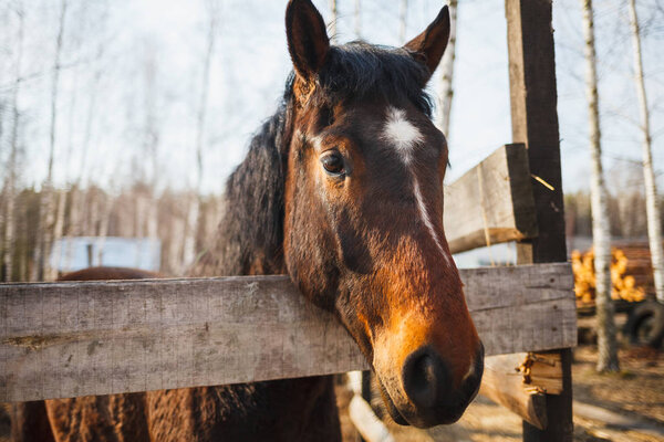 Portrait of a black suit horse in a farm inn