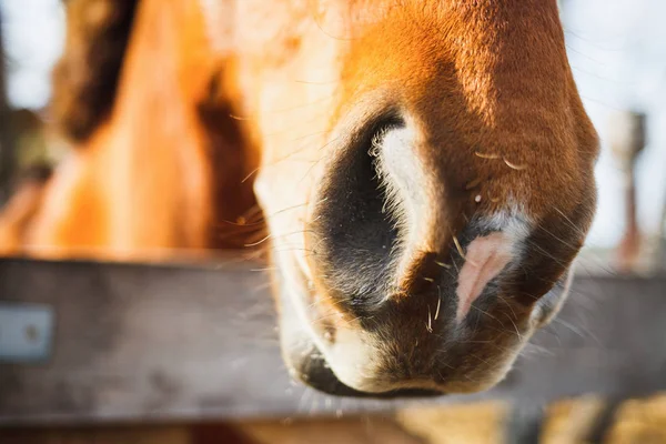 Primer Plano Las Fosas Nasales Caballo Rojo Una Granja Bozal —  Fotos de Stock