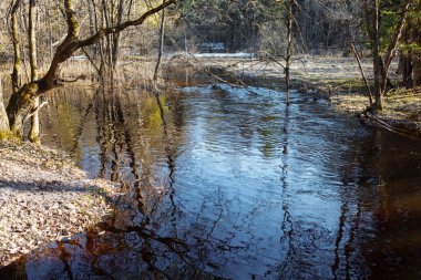 Ormandaki nehir boyunda çam ağaçlarıyla bahar seli.
