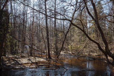 Ormandaki nehir boyunda çam ağaçlarıyla bahar seli.